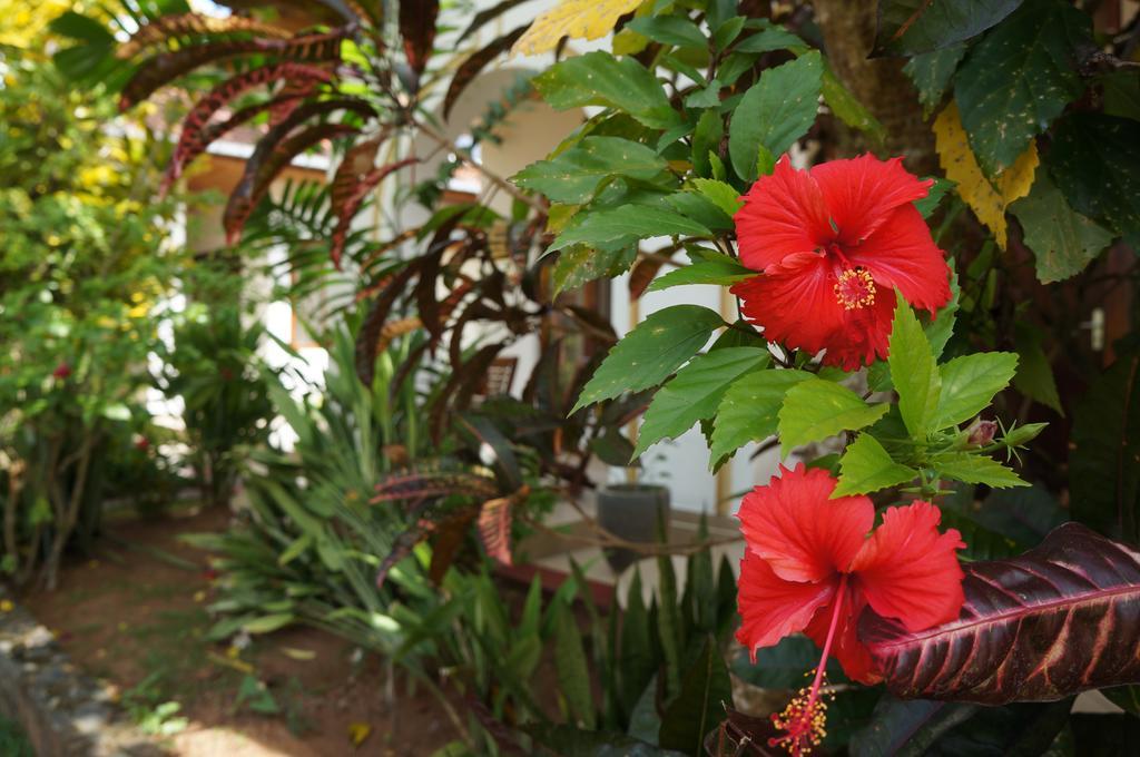 Tandem Guesthouse Hikkaduwa Dış mekan fotoğraf